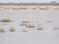 Espacio Natural de Doñana