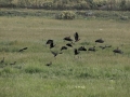 Espacio Natural de Doñana