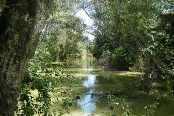 Guadiamar (12)