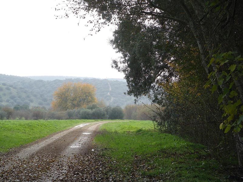 Guadiamar (3)