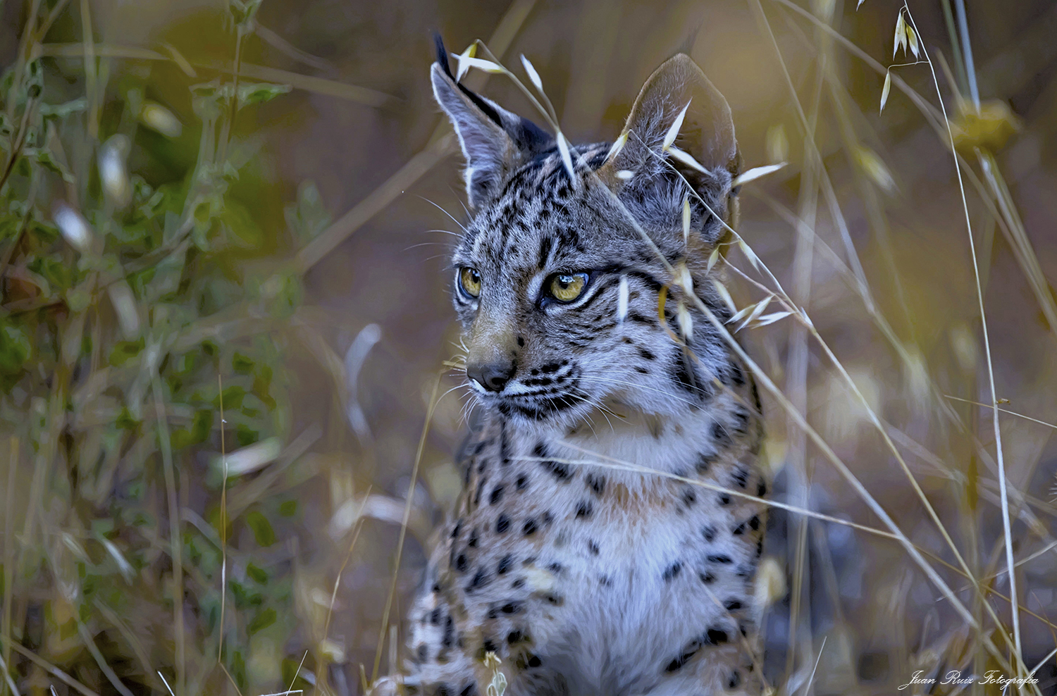 Lince