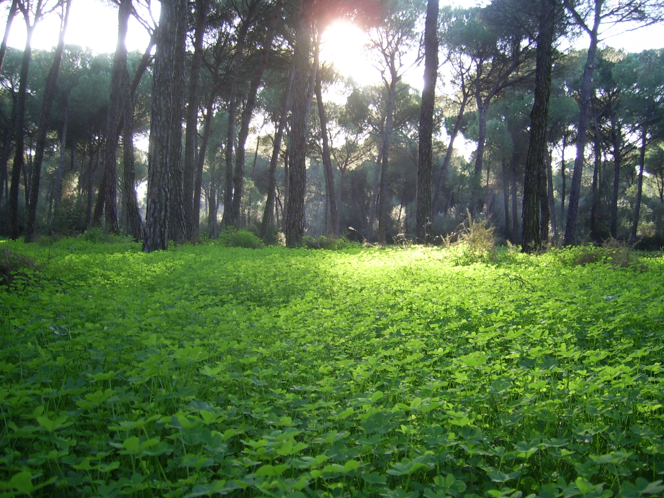 Pinares de Aznalcázar (3)