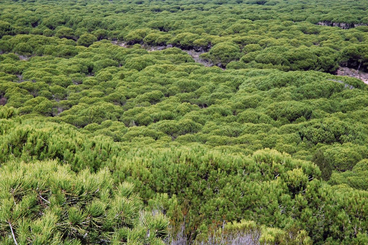 Pinares de Aznalcázar (4)